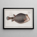 Ostracion Concatenatus painting, the knitted boxfish - Marcus Elieser Bloch — framed artwork on a wall