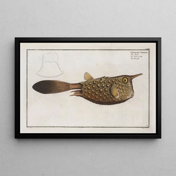 Ostracion Cornutus, the horned fish - Marcus Elieser Bloch — framed artwork on a wall