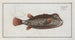 Ostracion Nasus The trunk fish - Marcus Elieser Bloch — artwork view