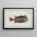 Ostracion Nasus The trunk fish - Marcus Elieser Bloch — framed artwork on a wall