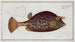 Ostracion quadricornis, le poisson cocu - Marcus Elieser Bloch — artwork view