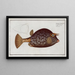Ostracion quadricornis, le poisson cocu - Marcus Elieser Bloch — framed artwork on a wall