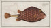 Ostracion triqueter The boxfish - Marcus Elieser Bloch — artwork view