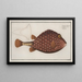 Ostracion triqueter The boxfish - Marcus Elieser Bloch — framed artwork on a wall