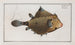 Ostracion turritus, the turret boxfish - Marcus Elieser Bloch — artwork view