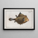 Ostracion turritus, the turret boxfish - Marcus Elieser Bloch — framed artwork on a wall
