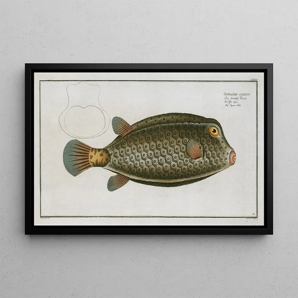 Ostracion cubicus The square fish - Marcus Elieser Bloch — framed artwork on a wall