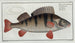 Perca fluviatilis The Perch - Marcus Elieser Bloch — artwork view