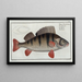 Perca fluviatilis The Perch - Marcus Elieser Bloch — framed artwork on a wall