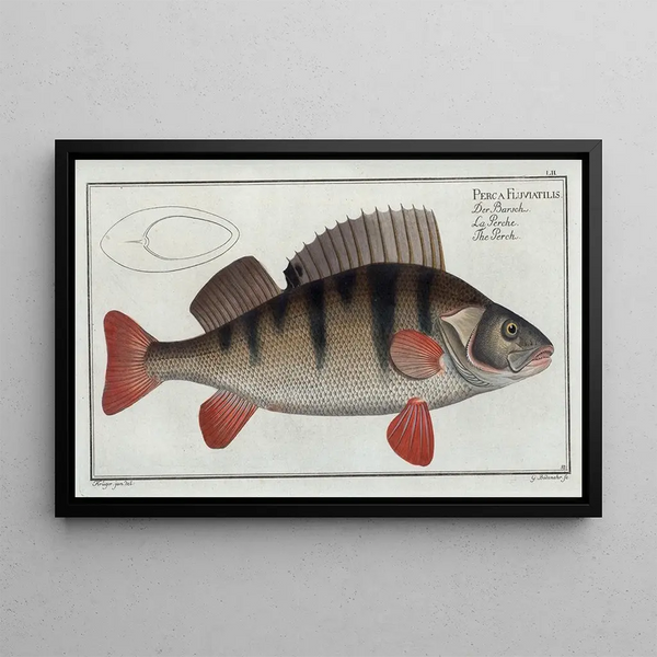 Perca fluviatilis The Perch - Marcus Elieser Bloch — framed artwork on a wall