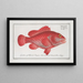 Perca guttata, la perche tachetée - Marcus Elieser Bloch — framed artwork on a wall