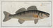 Perca Lucioperca The Zander - Marcus Elieser Bloch — artwork view