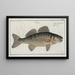 Perca Lucioperca The Zander - Marcus Elieser Bloch — framed artwork on a wall