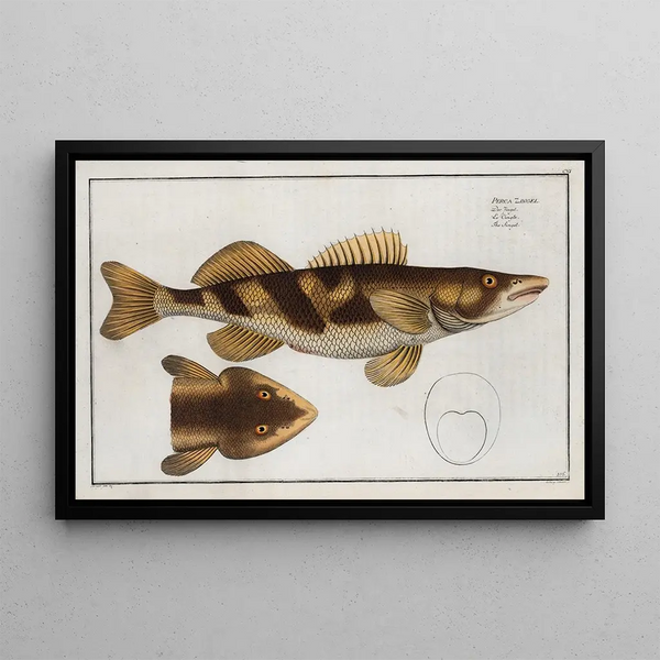 Perca Zingel Le Zingel - Marcus Elieser Bloch — framed artwork on a wall