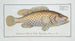 Perca maculata The spotted perch - Marcus Elieser Bloch — artwork view