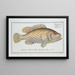 Perca maculata The spotted perch - Marcus Elieser Bloch — framed artwork on a wall