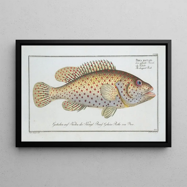 Perca maculata The spotted perch - Marcus Elieser Bloch — framed artwork on a wall
