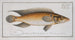 Perca saxatilis The stone perch - Marcus Elieser Bloch — artwork view