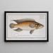 Perca saxatilis The stone perch - Marcus Elieser Bloch — framed artwork on a wall