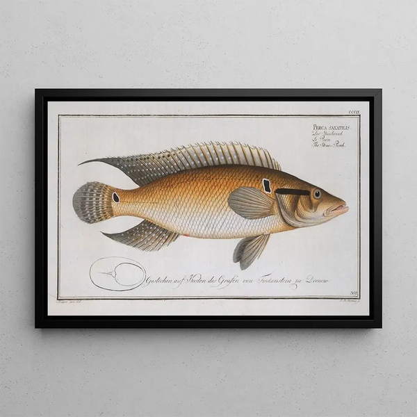 Perca saxatilis The stone perch - Marcus Elieser Bloch — framed artwork on a wall
