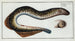 Petromyzon marinus, la lamproie - Marcus Elieser Bloch — artwork view