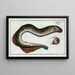 Petromyzon marinus, la lamproie - Marcus Elieser Bloch — framed artwork on a wall