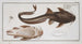 Platystacus cotylephorus L'aspread - Marcus Elieser Bloch — artwork view