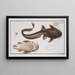 Platystacus cotylephorus L'aspread - Marcus Elieser Bloch — framed artwork on a wall
