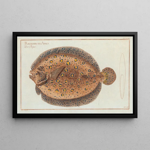 Pleuronectes argus The flounder of Argus - Marcus Elieser Bloch — framed artwork on a wall