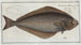 Pleuronectes Hippoglossus The Halibut - Marcus Elieser Bloch — artwork view