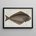 Pleuronectes Hippoglossus The Halibut - Marcus Elieser Bloch — framed artwork on a wall