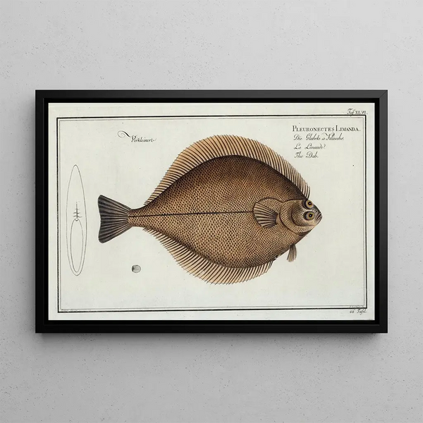 Flatfish Limanda The Flounder - Marcus Elieser Bloch — framed artwork on a wall