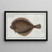 Pleuronectes passer, le flétan gauche - Marcus Elieser Bloch — framed artwork on a wall