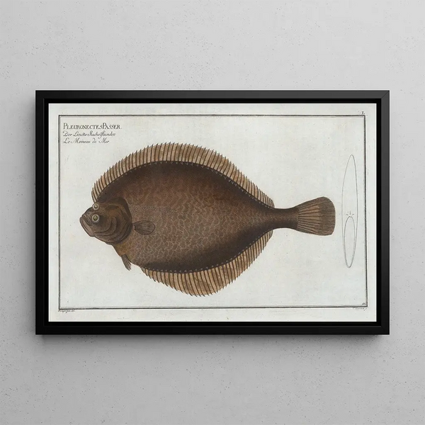 Pleuronectes passer, le flétan gauche - Marcus Elieser Bloch — framed artwork on a wall