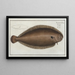 Pleuronectes Solea, the sole - Marcus Elieser Bloch — framed artwork on a wall