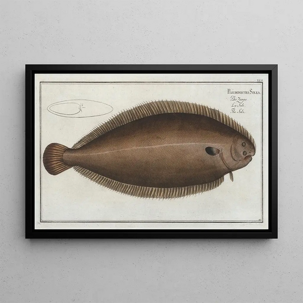 Pleuronectes Solea, the sole - Marcus Elieser Bloch — framed artwork on a wall