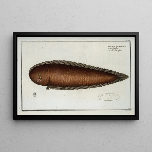 Pleuronectes bilineatus - Marcus Elieser Bloch — framed artwork on a wall
