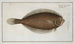 Pleuronectes limandoides - Marcus Elieser Bloch — artwork view