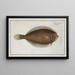 Pleuronectes limandoides - Marcus Elieser Bloch — framed artwork on a wall