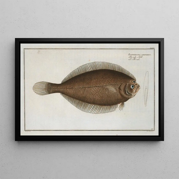 Pleuronectes limandoides - Marcus Elieser Bloch — framed artwork on a wall