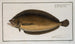 Pleuronectes macrolepidotus - Marcus Elieser Bloch — artwork view