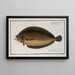 Pleuronectes macrolepidotus - Marcus Elieser Bloch — framed artwork on a wall