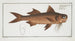 Polynemus decadactylus Le Nez Plat - Marcus Elieser Bloch — artwork view