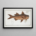 Polynemus decadactylus Le Nez Plat - Marcus Elieser Bloch — framed artwork on a wall