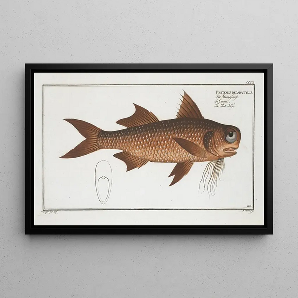 Polynemus decadactylus Le Nez Plat - Marcus Elieser Bloch — framed artwork on a wall