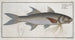 Polynemus plebeius Le Kalamin - Marcus Elieser Bloch — artwork view