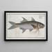 Polynemus plebeius Le Kalamin - Marcus Elieser Bloch — framed artwork on a wall