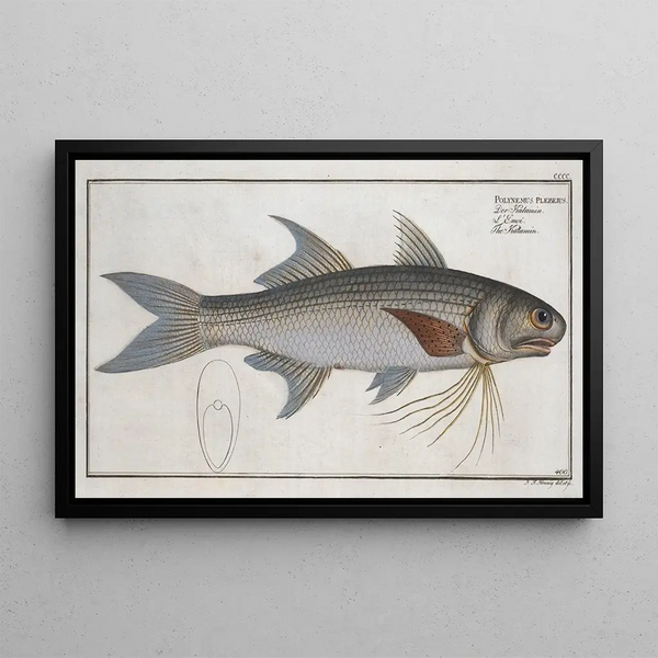 Polynemus plebeius Le Kalamin - Marcus Elieser Bloch — framed artwork on a wall