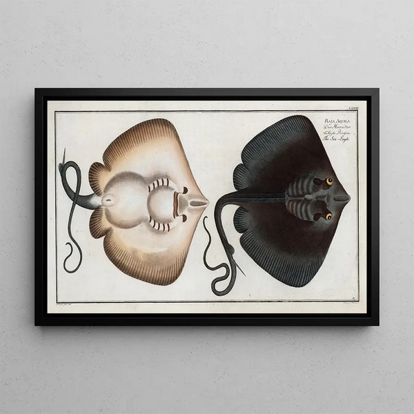 Raja Aquila, l'aigle de mer - Marcus Elieser Bloch — framed artwork on a wall