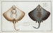 Raja Batis, la raie - Marcus Elieser Bloch — artwork view